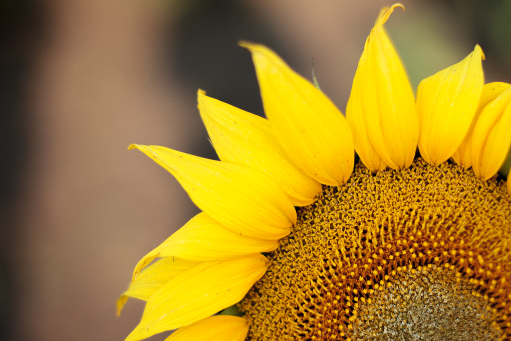 Sunflower Country - Quirindi & Surrounds - soniamphotography.com